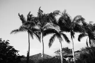 Palm Trees