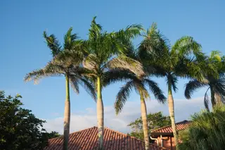 Palm Trees