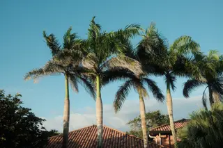 Palm Trees