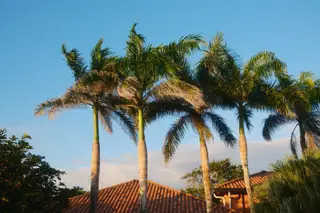 Palm Trees