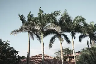 Palm Trees