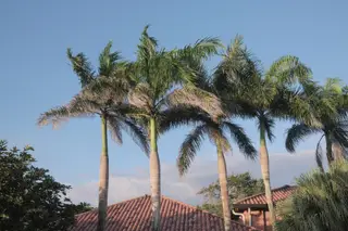 Palm Trees