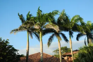 Palm Trees