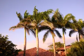 Palm Trees