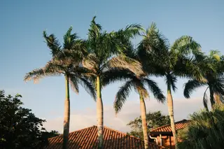 Palm Trees