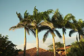 Palm Trees