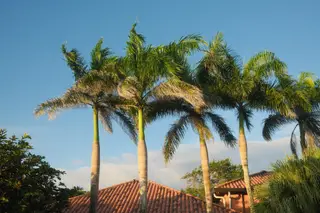 Palm Trees