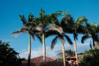 Palm Trees