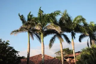 Palm Trees