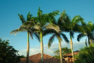 Palm Trees
