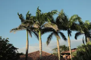 Palm Trees