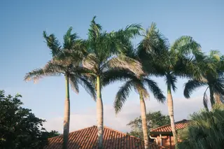 Palm Trees