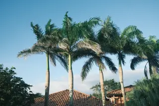 Palm Trees