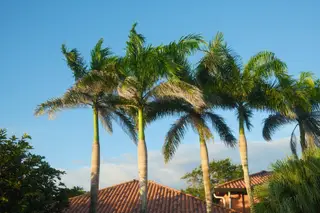 Palm Trees