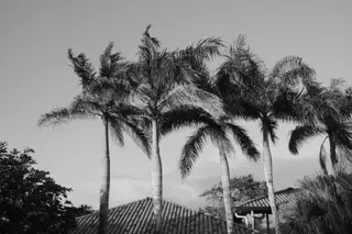 Palm Trees