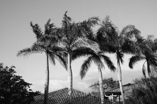 Palm Trees