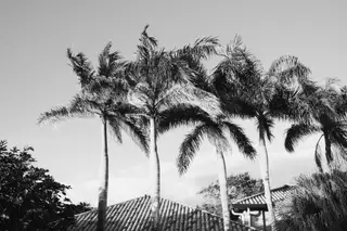Palm Trees