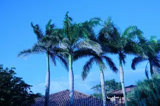 Palm Trees
