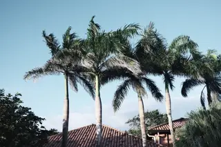 Palm Trees