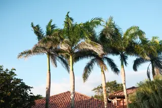 Palm Trees