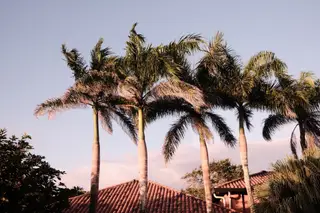 Palm Trees