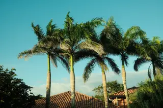 Palm Trees