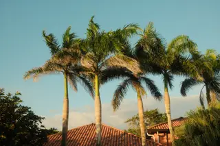 Palm Trees