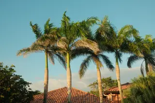 Palm Trees