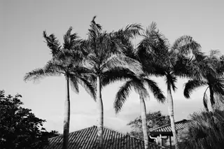 Palm Trees