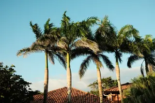 Palm Trees