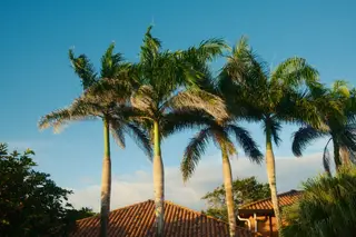 Palm Trees