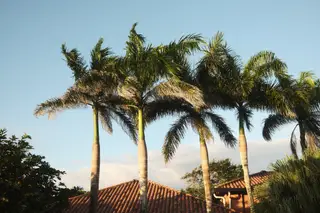 Palm Trees