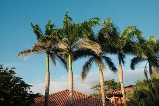 Palm Trees