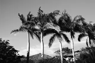 Palm Trees