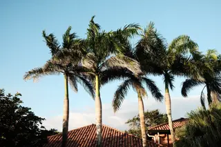 Palm Trees