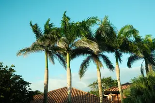 Palm Trees