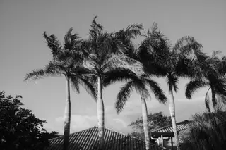 Palm Trees