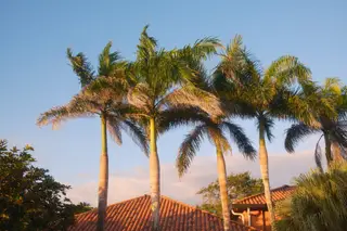 Palm Trees