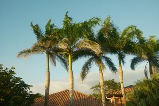 Palm Trees