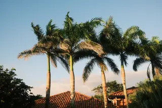 Palm Trees
