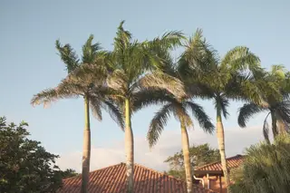 Palm Trees