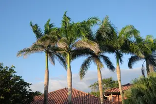 Palm Trees