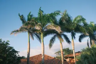 Palm Trees