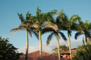 Palm Trees