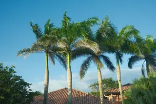 Palm Trees