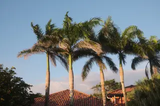 Palm Trees