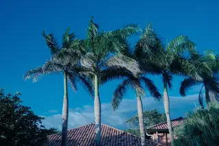 Palm Trees