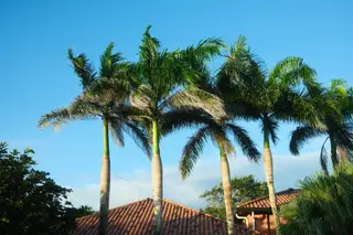 Palm Trees