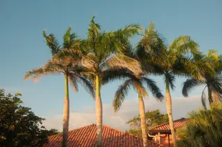 Palm Trees