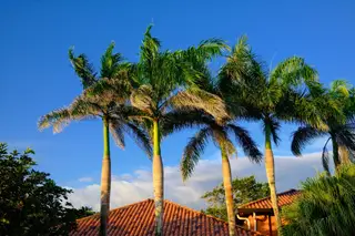 Palm Trees